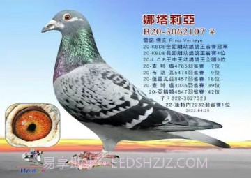 鸽报v2.16.8截图