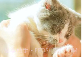 猫咪社区在线v1.0.7截图