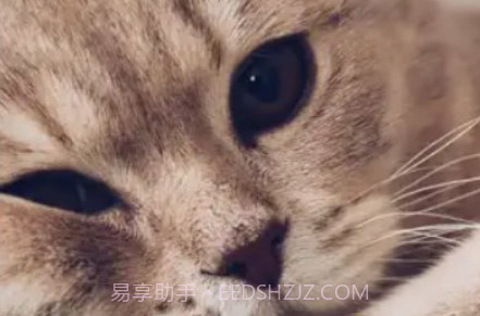 爱猫物语宠物店中文v3.43.12截图