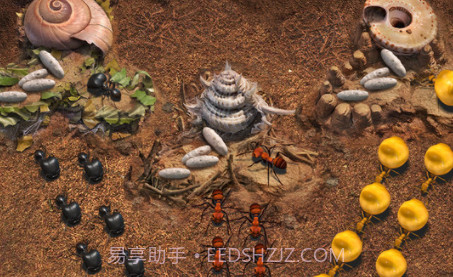 小小蚁国v1.0.13截图
