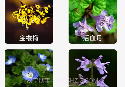 妙看百花v1.0.15截图