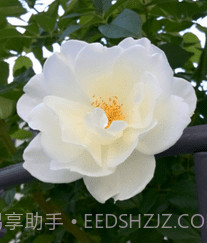 AI智能助手v1.0.0.21截图