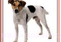 看图识字动物篇v1.16截图