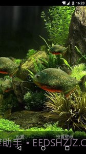 3D食人鱼：梦象动态壁纸截图1