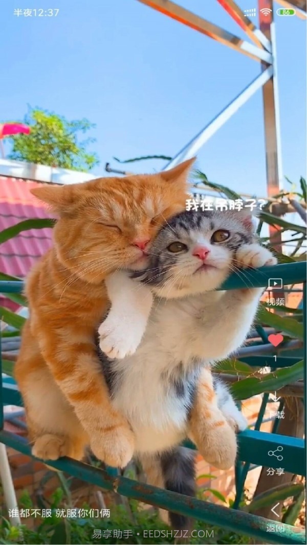 动漫视频壁纸官方截图1