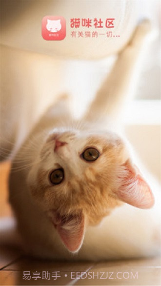 猫咪社区截图3