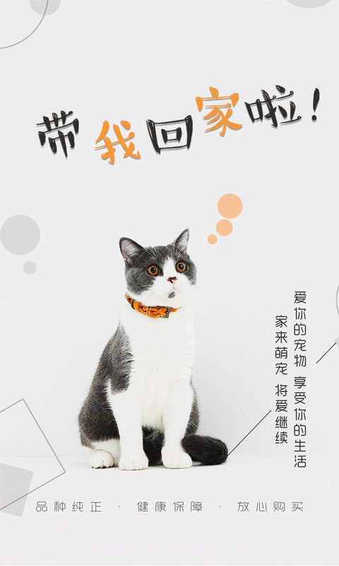 猫行狗市截图1