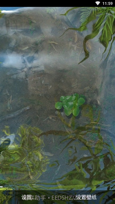鱼池动态壁纸截图1