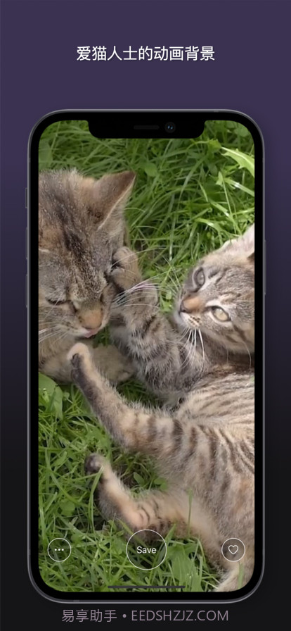 猫动态壁纸截图10 猫动态壁纸截图10