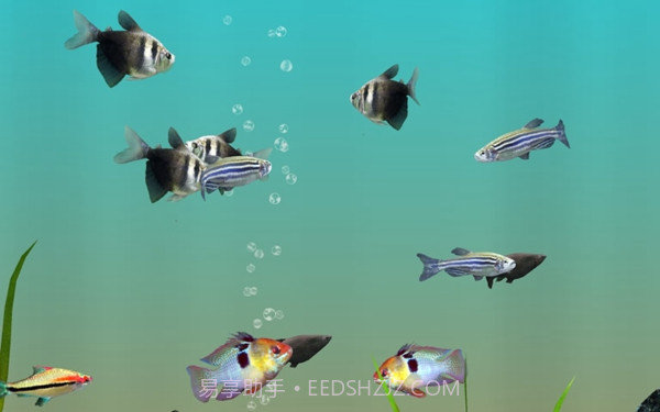 我的水族箱3d截图2