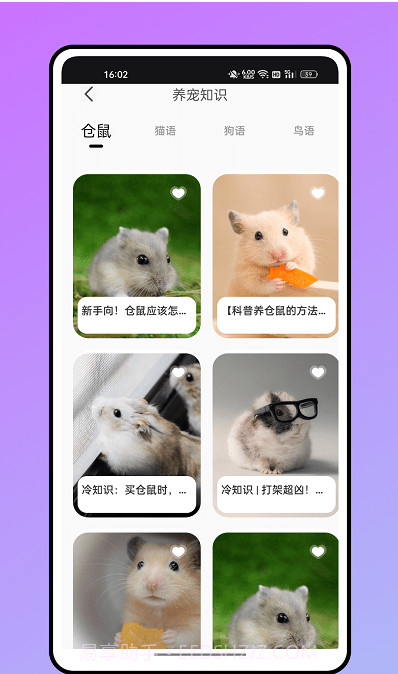 仓鼠翻译器截图3