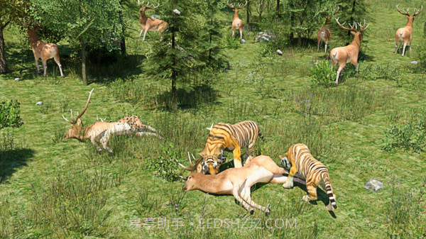 野生老虎模拟器截图3 野生老虎模拟器截图3