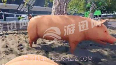 自己是一只猪截图2