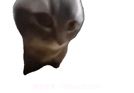 嚼嚼嚼表情包小猫截图1 嚼嚼嚼表情包小猫截图1