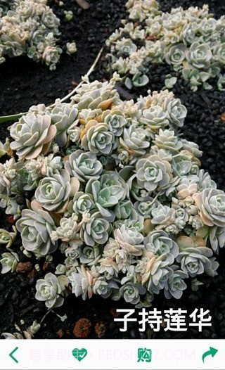 多肉植物软件截图4 多肉植物软件截图4
