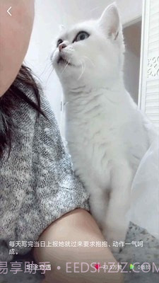 猫咪小视频截图3
